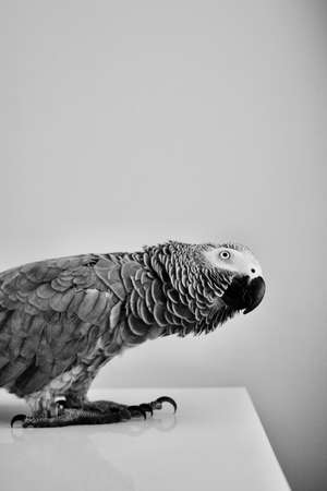 Wild bird on the tableの写真素材