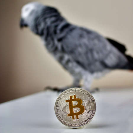 Cryptocurrency physical silver bitcoin coin and african grey parrotの写真素材