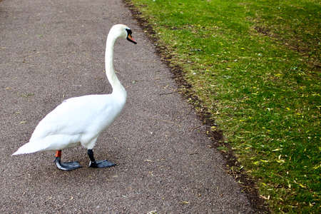 Wild white swan on the footpath in Bedfordの写真素材