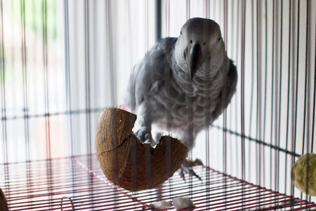 African grey parrot and coconut in cageの写真素材
