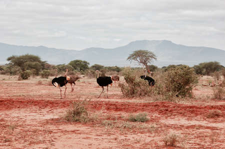 Big wild ostrich family on the safari in Kenya. Tsavo East National park.の写真素材