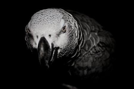Grey bird - african grey parrot on dark scene.