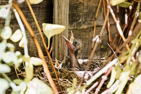 Small young bird chick waiting for food in nest. Wild birds.の写真素材