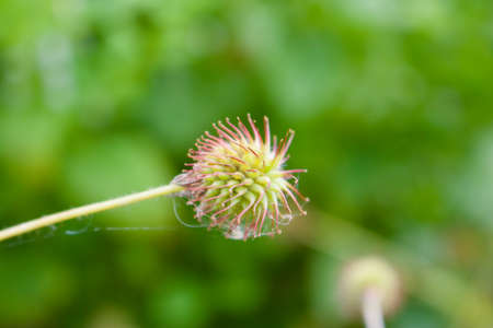 Wild plant on the green background in garden at summer time.の写真素材