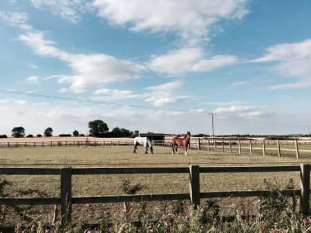 Blue sky, clouds and two horses eating grass. Village concept.の写真素材