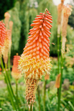 Beauty orange flower in park and flying bee in green background.の写真素材