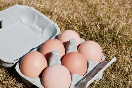 Brown big chicken eggs in small holder. Free range eggs in the garden.