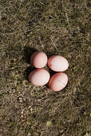 Brown big chicken eggs in small holder. Free range eggs in the garden.