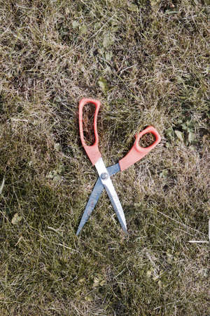 Big orange silver scissors on the green grass in the garden at summer time.の写真素材