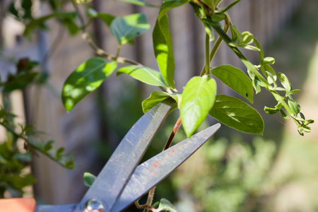 Big scissors cutting green fresh plants in garden. Outdoor summer concept.