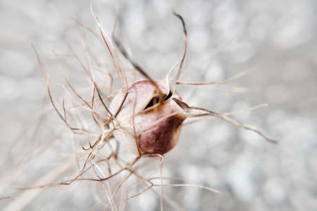 Macro photography. Small pink flower in garden. Silver sunny background.の写真素材