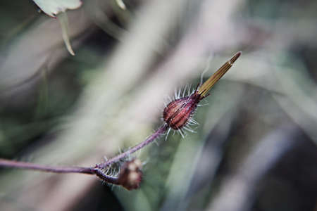 Hairy flower. Macro photography. Grenn background. Closeup.の写真素材