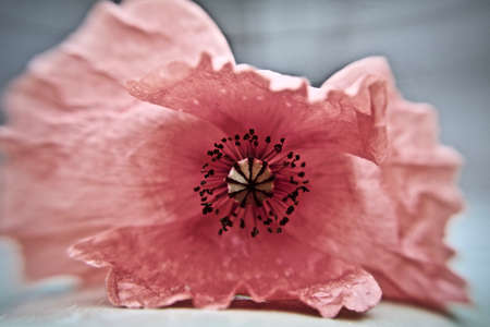 Nice poppy seed small plant with gold eye inside. Flower natural concept.の写真素材