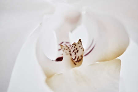 Small white flower with dots on top. Macro photography. Nice white background.の写真素材