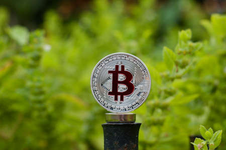 Digital currency physical metal bitcoin coin on the green background. Outdoor btc concept.の写真素材