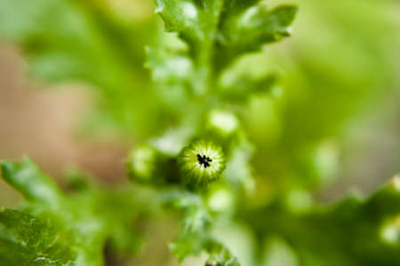 Small green plant with black top. Natural green outdoor background. Small green plant.の写真素材
