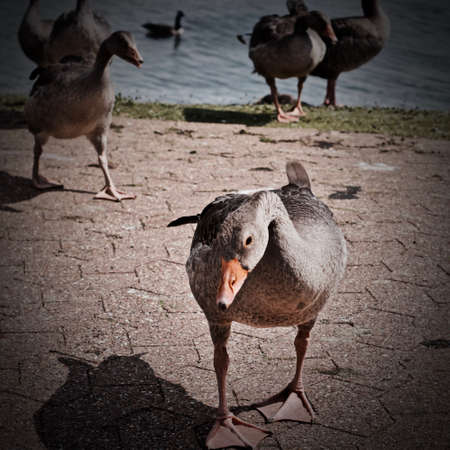 Wild beautiful ducks on the lake in Milton Keynes. Natural outdoor park.の写真素材