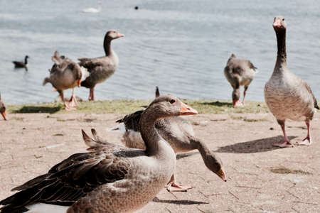 Wild beautiful ducks on the lake in Milton Keynes. Natural outdoor park.の写真素材