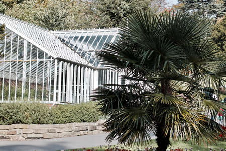 White greenhouse in park on the Richmond, London near green large natural palm tree.の写真素材