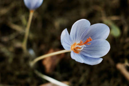 Orange and violet small flower in garden. Natural growing. Richmond, Londonの写真素材