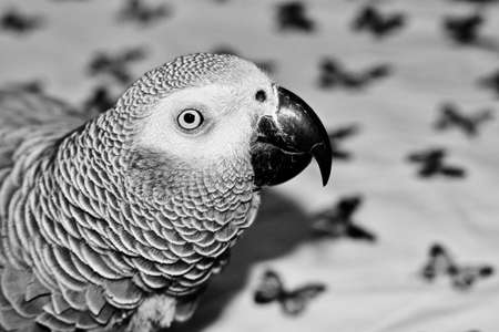Small home pet. African gre parrot. Natural animal concept.の写真素材