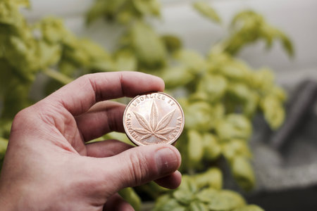 Physical brass marijuana coin in hand over the chives in the kitchen. Natural weed concept.