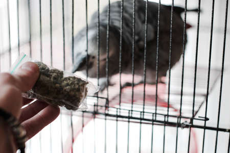 Green dry marijuana in man hand on the blurry background. Weed concept.の写真素材