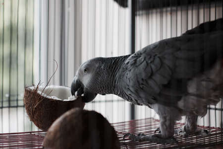 Big african grey parrot in cage with coconut fruit. Bird food concept.の写真素材