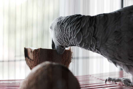 Big african grey parrot in cage with coconut fruit. Bird food concept.の写真素材