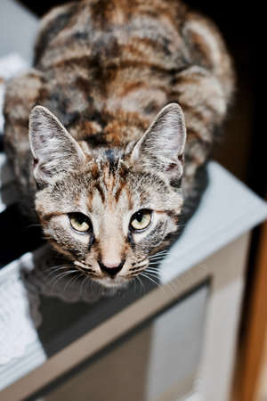 Nice young brown cat. Home animals concept.の写真素材