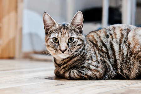Animals concept. Young kitty on the wooden floor in house.の写真素材