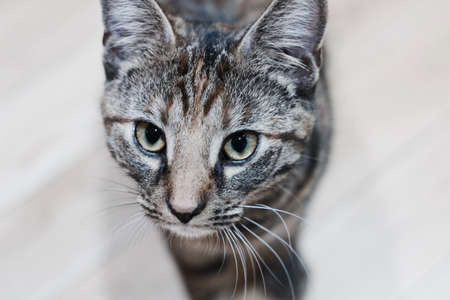 Animals concept. Young kitty on the wooden floor in house.の写真素材