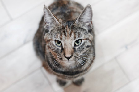 Animals concept. Young kitty on the wooden floor in house.の写真素材
