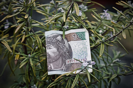 Paper polish money. Rosemary finance concept. Polish currency.