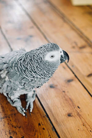 Animals concept. African grey parrot on the floor. Young bird at home.の写真素材