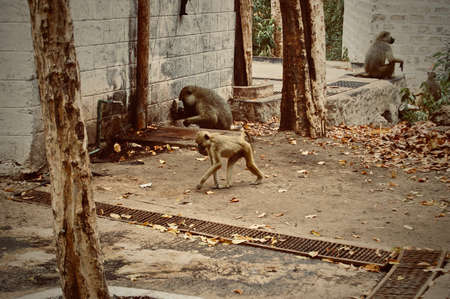Big wild monkeys in Kenya. Outdoor animal concept.の写真素材