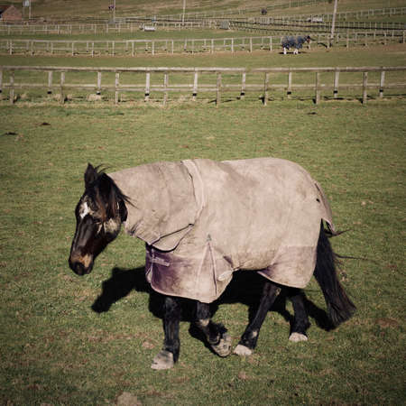 Brown horse on the green farm. Countryside concept.の写真素材