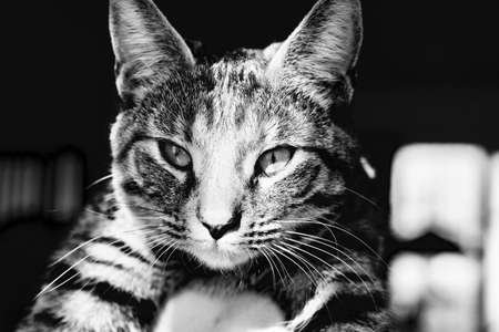 Nice young cat at home. Animals home concept.の写真素材