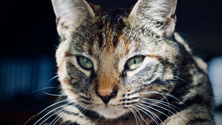 Nice young cat at home. Animals home concept.の写真素材