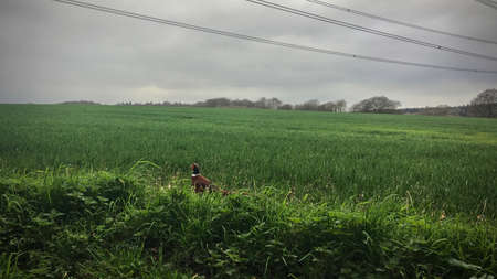 Wild pheasant in the grass. Green countryside concept.の写真素材