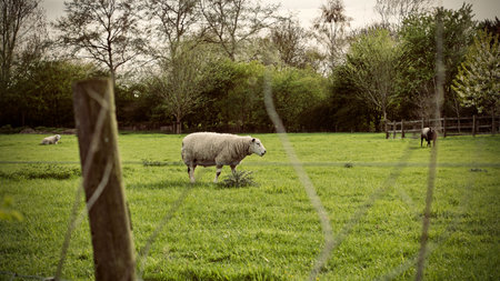 White big sheeps on the village. Countryside farm concept.の写真素材