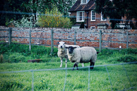 White big sheeps on the village. Countryside farm concept.の写真素材