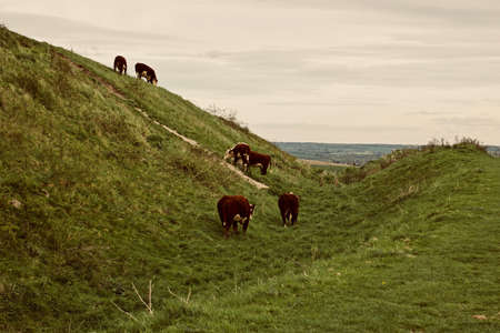 Brown cows on the green grass. Countryside farm concept.の写真素材