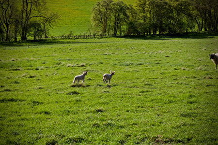 Sheeps on the green fields. Outdoor farm concept. Animals on the village.の写真素材