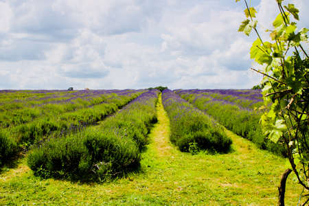Beautiful lavender fields in England. Outdoor floral concept.の写真素材