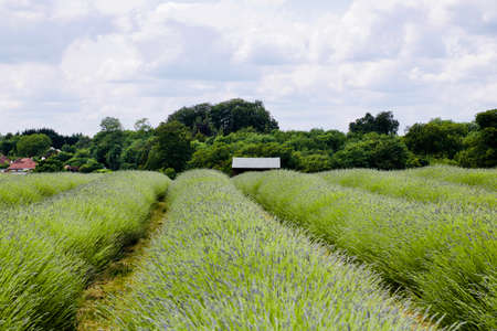 Beautiful lavender fields in England. Outdoor floral concept.の写真素材