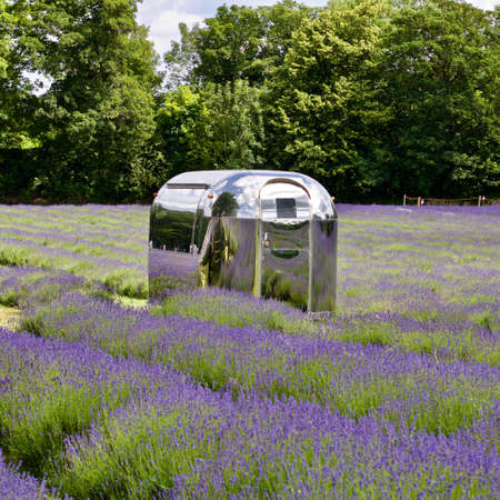 Beautiful lavender fields in England. Outdoor floral concept.の写真素材