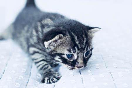 Litytle cute young cat. Home pets concept. Home pupil.の写真素材