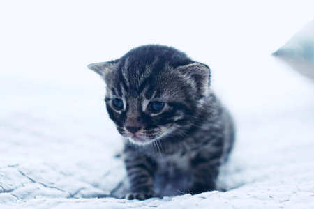 Litytle cute young cat. Home pets concept. Home pupil.の写真素材