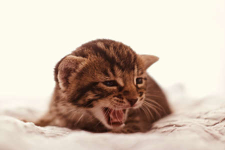 Litytle cute young cat. Home pets concept. Home pupil.の写真素材